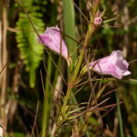 Parasopubia delphiniifolia (L.) H.-P.Hofm. & Eb.Fisch.